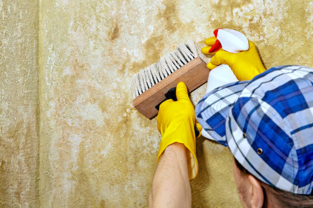 Best Commercial Mold Inspection  in Dunnellon, FL