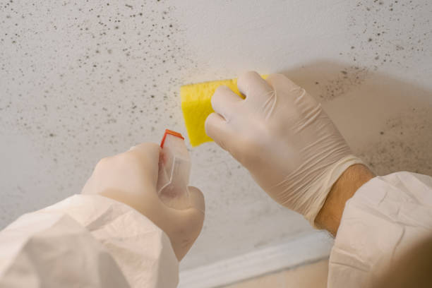 Professional Mold Removal in Dunnellon, FL