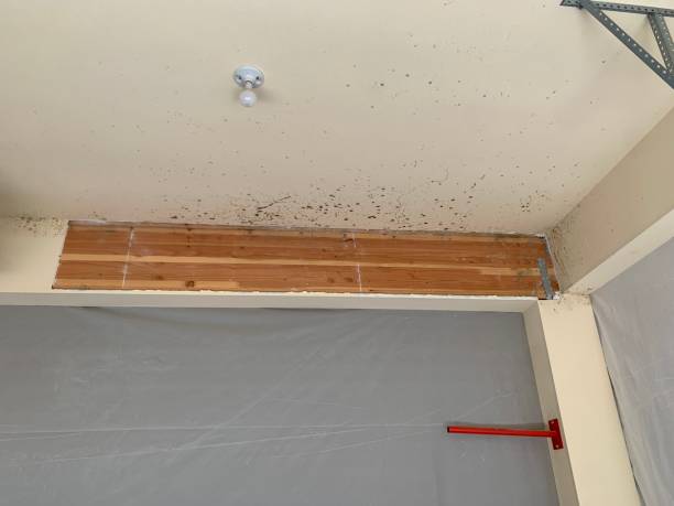 Best Mold-Related Health Consultation  in Dunnellon, FL