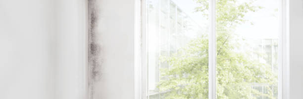 Best Mold Damage Restoration  in Dunnellon, FL