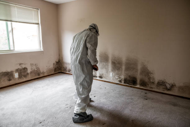 Best Comprehensive Air Testing for Mold Contaminants  in Dunnellon, FL