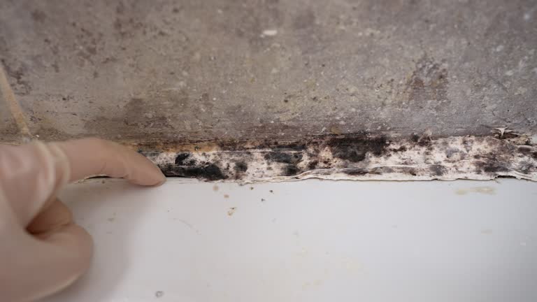 Best Mold Odor Removal Services  in Dunnellon, FL