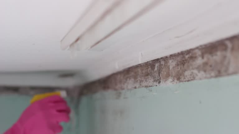 Best Emergency Mold Remediation  in Dunnellon, FL